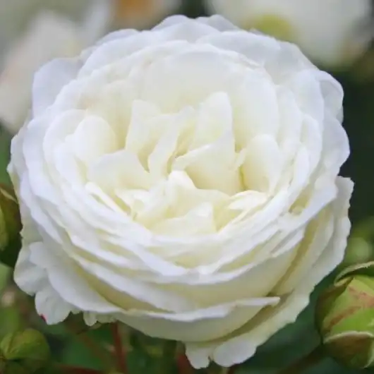 Alb - Trandafiri - Schneeküsschen ® - Trandafiri online